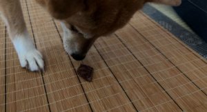 画像5: 犬猫用のクマ笹エキス 笹の極ササエール×3箱 (5)