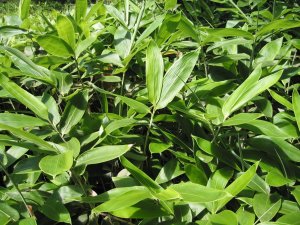 画像3: 【定期購入】サンクロン(120ml・12本) 「第3類医薬品」 (3)