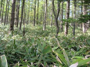 画像2: 【定期購入】サンクロン(120ml・6本) 「第3類医薬品」 (2)