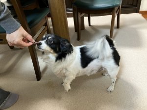 画像7: 犬猫用のクマ笹エキス 笹の極ササエール×5箱 (7)